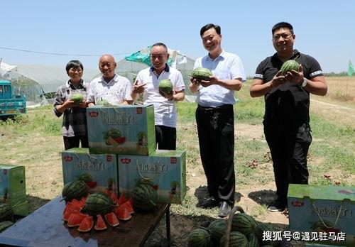 吃瓜娱乐赵小瞒小猫,吃瓜娱乐界的甜蜜萌宠