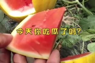 娱乐吃瓜起什么名字,跟随“娱乐吃瓜”探寻明星幕后故事