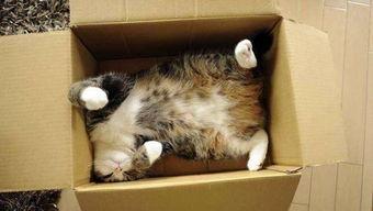 娱乐吃瓜酱改造猫窝,萌宠新居，趣味升级！