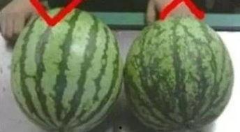 娱乐圈吃瓜买西瓜,娱乐圈瓜田乐享西瓜时光