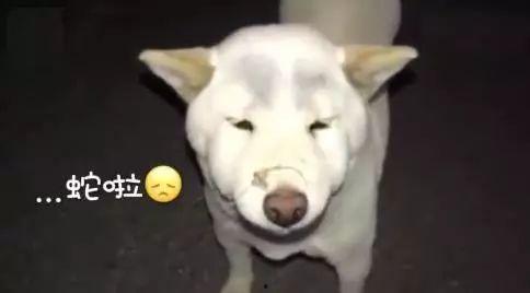娱乐吃瓜君傻狗的日常,揭秘娱乐圈那些事儿