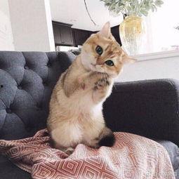 娱乐吃瓜君小猫咪,揭秘娱乐圈那些不为人知的幕后故事