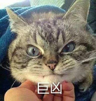 娱乐吃瓜君小猫咪,揭秘娱乐圈那些不为人知的幕后故事