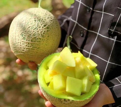 保定娱乐圈吃瓜系统,揭秘幕后风云，吃瓜群众狂欢盛宴