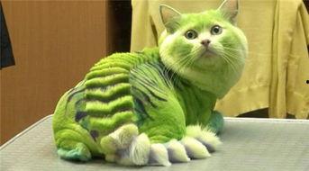 娱乐吃瓜君猫猫生气歌,娱乐吃瓜君带你领略萌宠音乐魅力