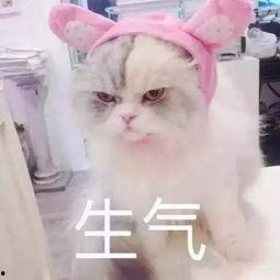 娱乐吃瓜君猫猫生气歌,娱乐吃瓜君带你领略萌宠音乐魅力