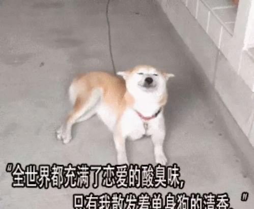 娱乐吃瓜酱多想谈恋爱,一场甜蜜的幻想之旅