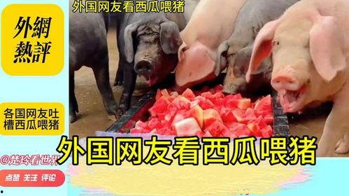 小猪娱乐吃瓜直播间视频