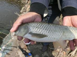 娱乐吃瓜钓鱼视频大全最新,娱乐吃瓜钓鱼视频大盘点，笑料百出，精彩纷呈！